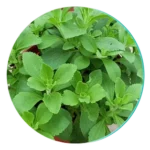 Stevia