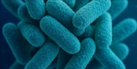 Bifidobacterium Lactis