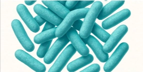 Lactobacillus Paracasei