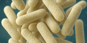Lactobacillus Reuteri