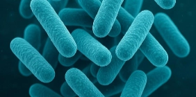 Lactobacillus Salivarius