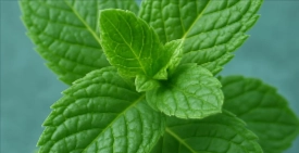 Organic Mint Leaf